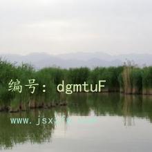ζ